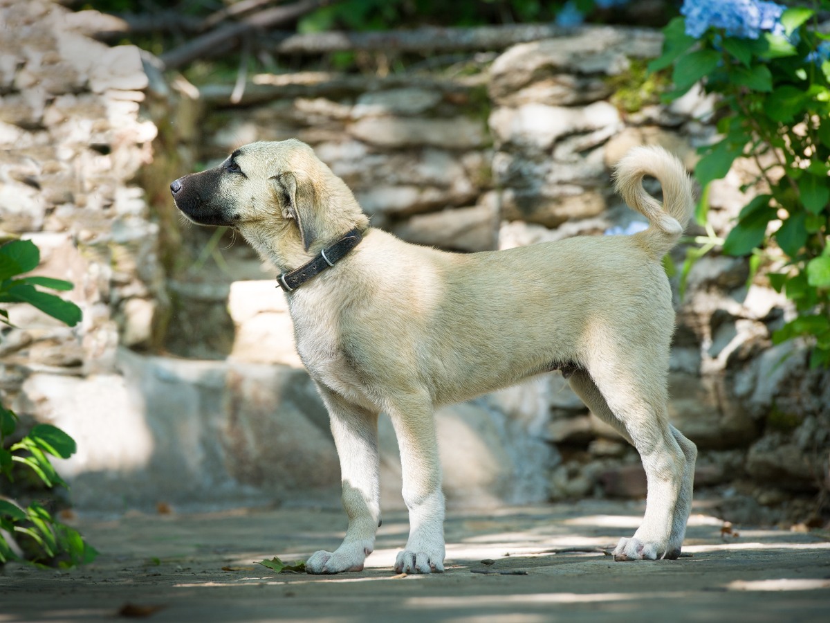 El Kangal Turco Un Perro Guardi n Poderoso Y Ancestral Artesan a De 
