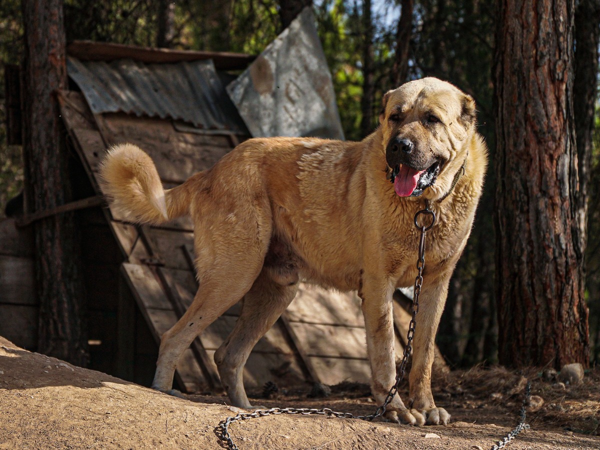 El Kangal Turco Un Perro Guardi n Poderoso Y Ancestral Artesan a De 